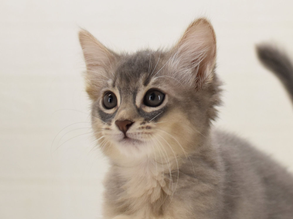 ソマリ　ブルー　めす　（２５年８月１日生れ）